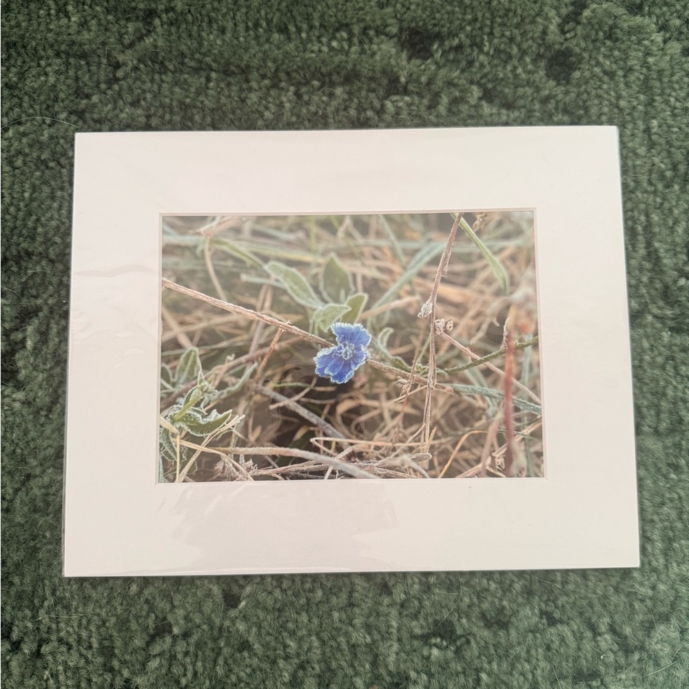 Blue Flower Art Photography Print